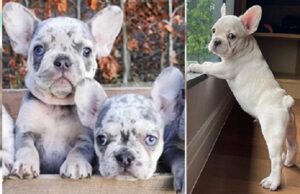 Frenchie breeders