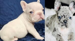 French bulldog dog breeds