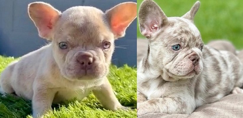 French bulldog for sale price