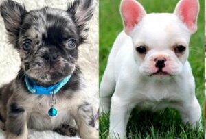 French bulldog good family pet