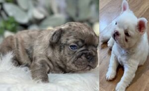 French bulldog mix puppies
