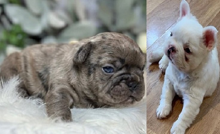 French bulldog mix puppies