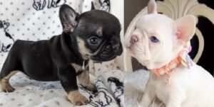 French bulldog poodle mix