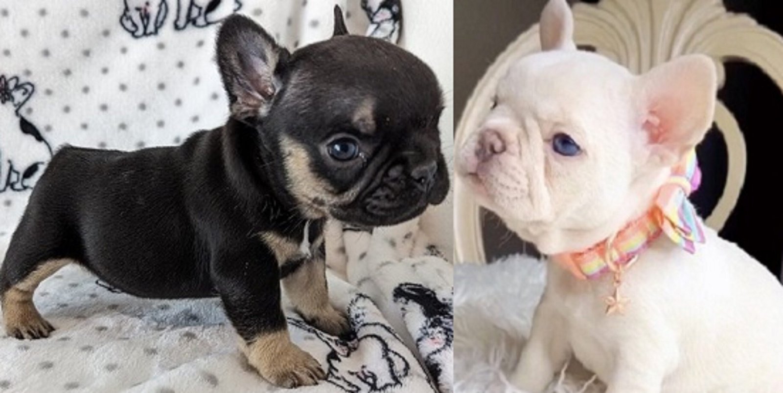 French bulldog poodle mix