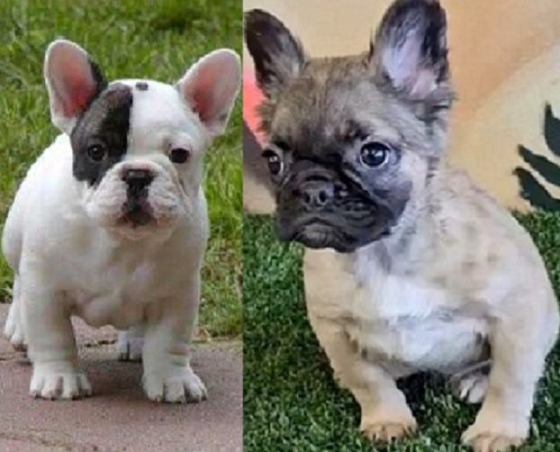French bulldog price