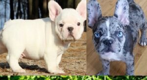 French bulldog puppies Colorado springs