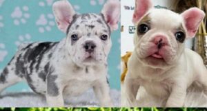 French bulldog puppies Florida under $500