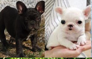 French bulldog puppies Kansas city MO