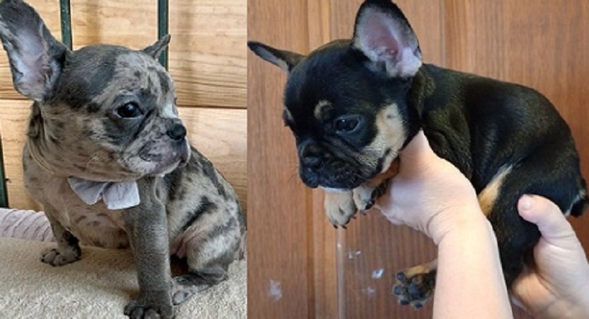 French bulldog puppy Alabama