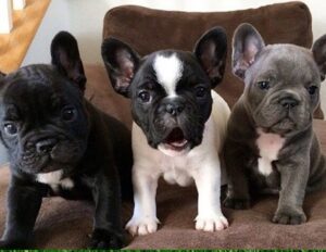 French bulldog puppy breeders