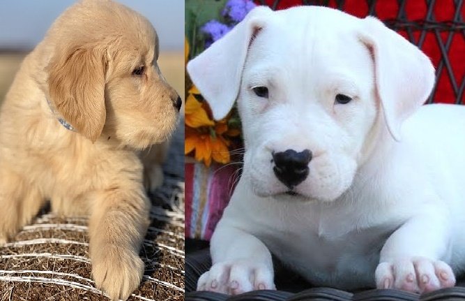 Guatemalan dogo puppies for sale