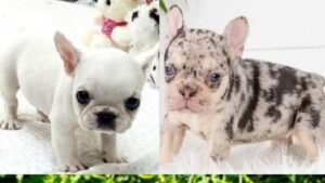 Teacup French bulldog