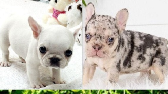 Teacup French bulldog