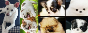 Levrier Dog for sale
