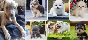 Levriero Sardo puppies for sale