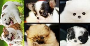 Levriero Sardo puppy for sale