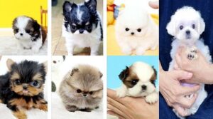 Puppies under $500 near me