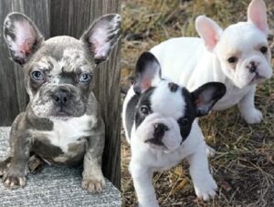 Teacup French bulldog puppies for sale