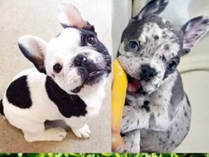 blue diamond French bulldogs for sale Connecticut