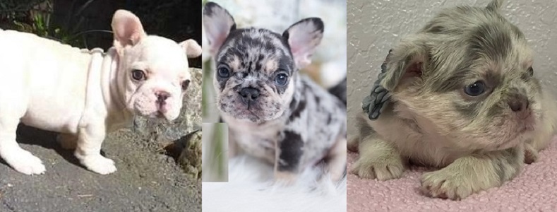 buy a French bulldog puppy near me