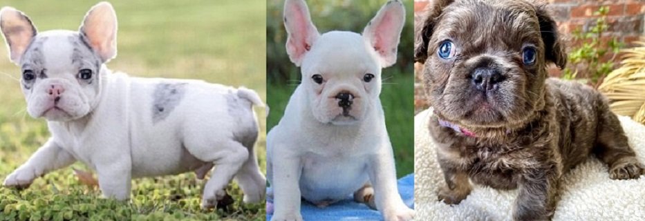 fluffy French bulldog price puppy near me