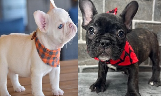 fluffy Frenchie Price puppy