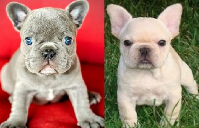 merle French bulldog puppies