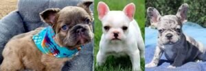 French bulldog mix puppies for sale