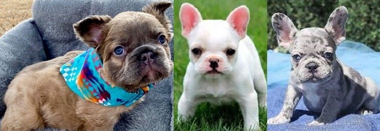 French bulldog mix puppies for sale