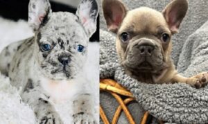 girl French bulldog puppy