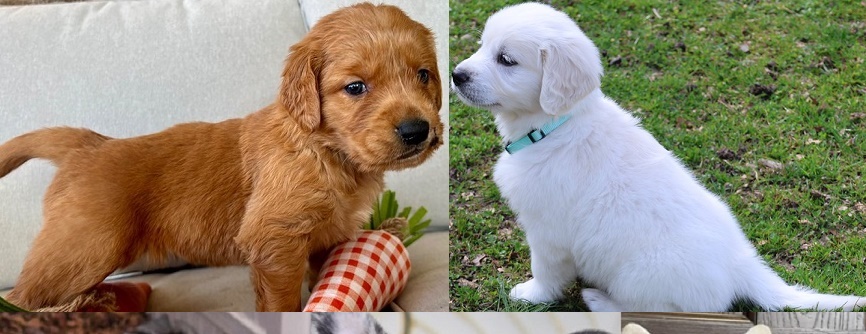 golden retriever for sale