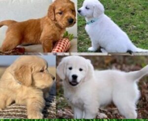 golden retriever puppies