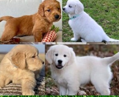 golden retriever puppies