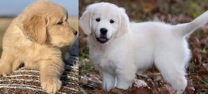 golden retriever puppy