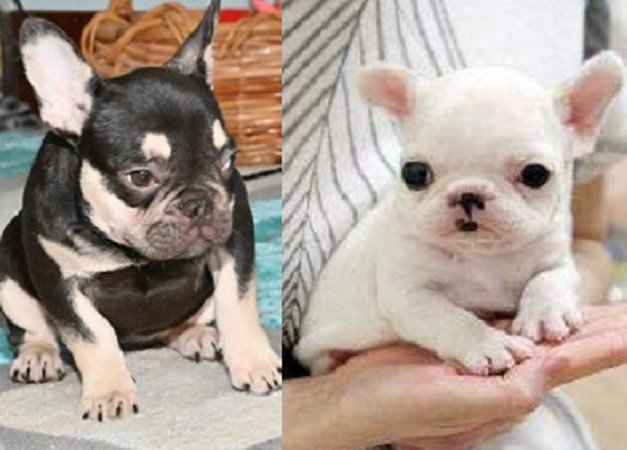 hairless French bulldog puppies for sale