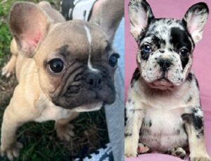 Fluffy Frenchie Puppy for sale