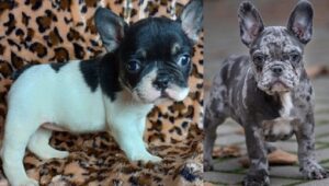 merle French bulldog price