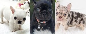 mini French bulldog for sale