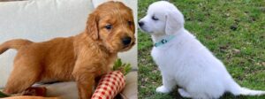 puppies for sale golden retriever