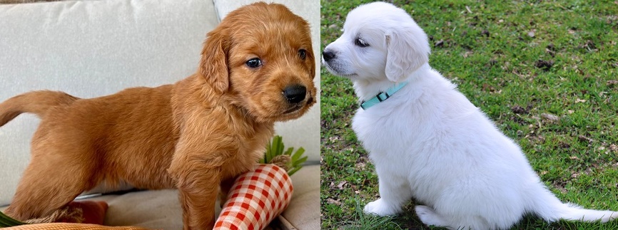 puppies for sale golden retriever