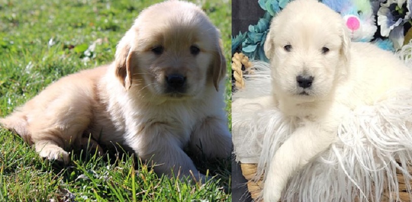 puppy for sale golden retriever