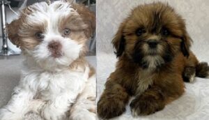 Akc Lhasa Apso Breeders