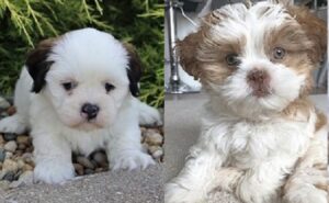 Akc Lhasa Apso puppies for sale