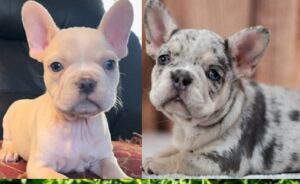 Best French Bulldog Breeders in Wisconsin