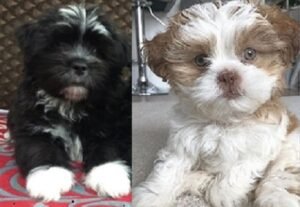 Black Lhasa Apso available for purchase