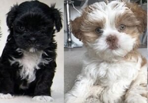 Black Lhasa Apso puppies