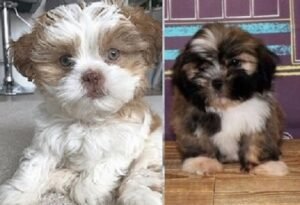 Black Lhasa Apso puppies available for purchase