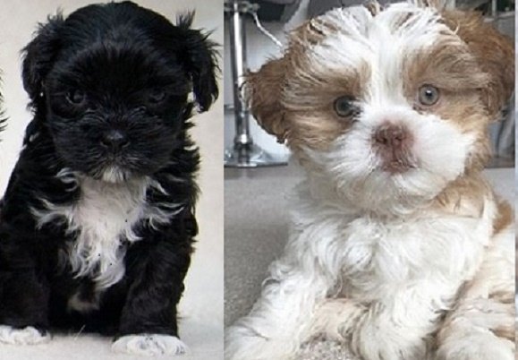 Black Lhasa Apso puppies
