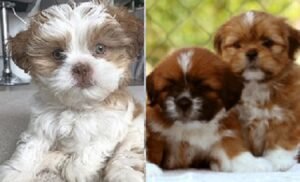 Breeders of Lhasa Apso