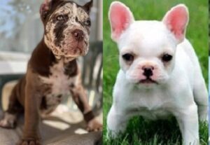 buy a Cane Corso puppy